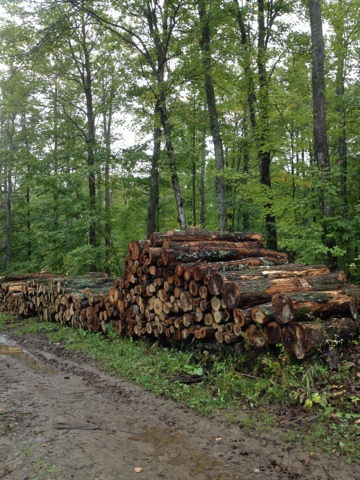 Pile of logs in the Ice Age Trail's Lumbercamp segment near Kettlebowl.