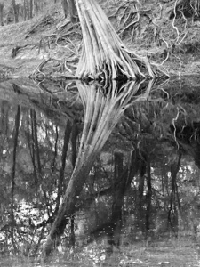 Black-and-white image of tree reflected in river near US 129.