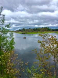 Birds flying into a pond on a cloudy day near Naomikong Overlook.