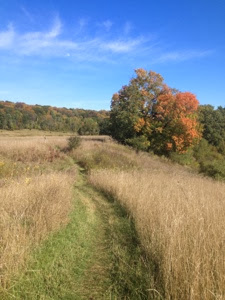 Wide hiking path mowed through golden grasses with trees turning color in the background on the Ice Age Trail near West Bend.