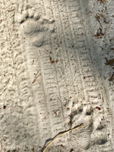 Bear paw prints on a sandy trail near Florida's Clearwater Recreation Area.