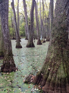 Cypress swamp along Natchez Trace north of Clinton.