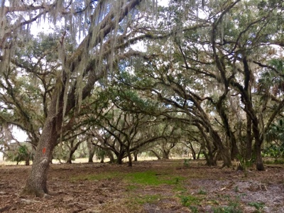 Arched trees laden with Spanish moss.
