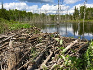 Huge beaver dam and pond on the Superior Hiking Trail near Normanna Road.