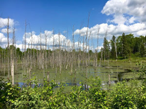 View of dead trees in standing water under a blue sky with puffy, white clouds.