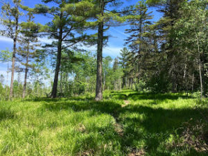Scene of green grass and pine trees from a hiking trail.