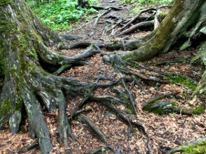 Jumble of big, thick tree roots on a hiking trail.