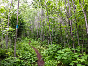Dirt hiking trail running through birch forest with lots of greenery on the ground.