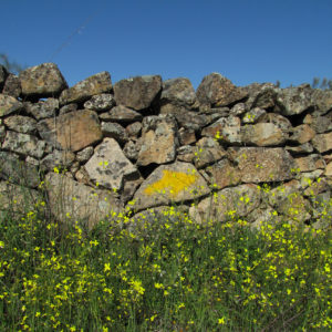 Yellow arrow on stone fence along Spain's Camino.