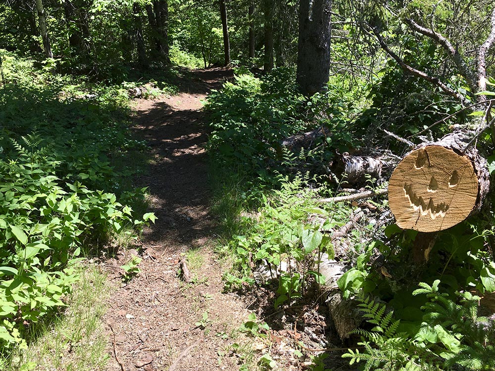 The Superior Hiking Trail winding through a forest with a smiley face carved into a sawed-down tree.