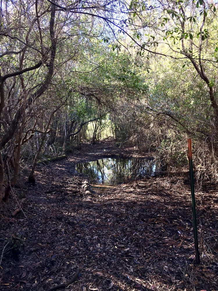 Small puddle of water on wide hiking trail in Bradwell Bay, Florida