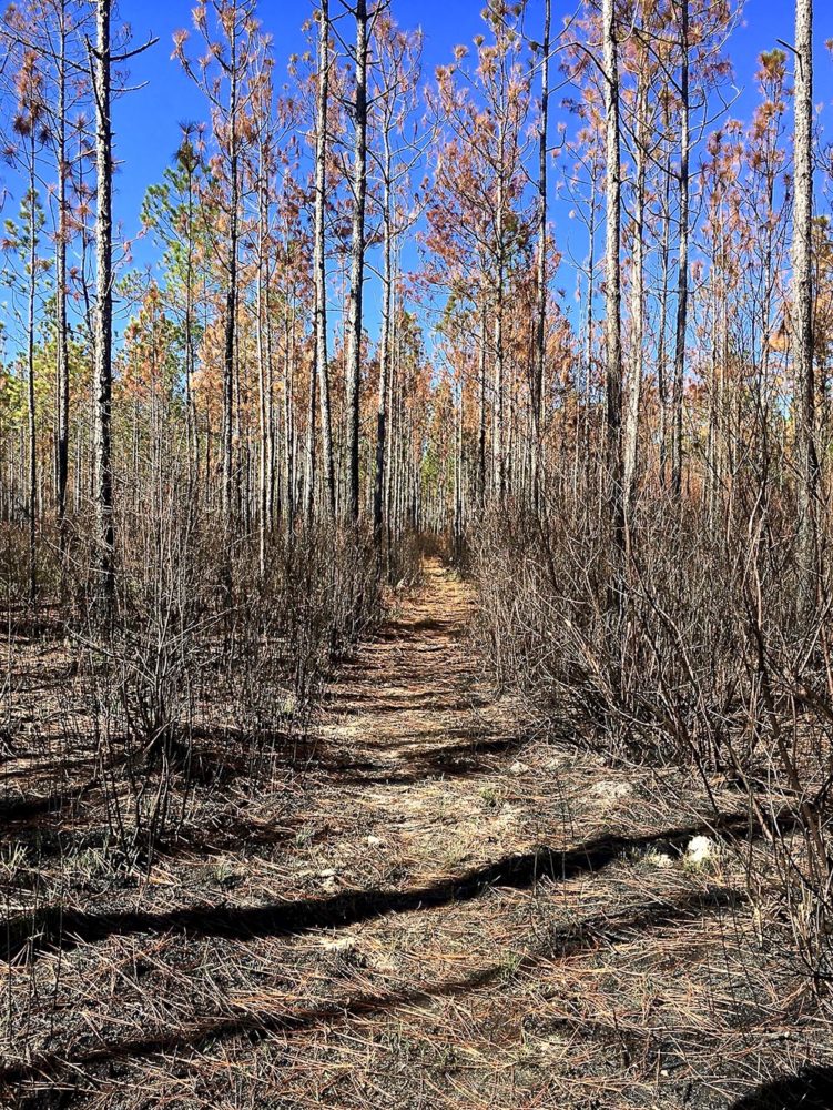 Hiking trail through Apalachicola Forest near FR 107