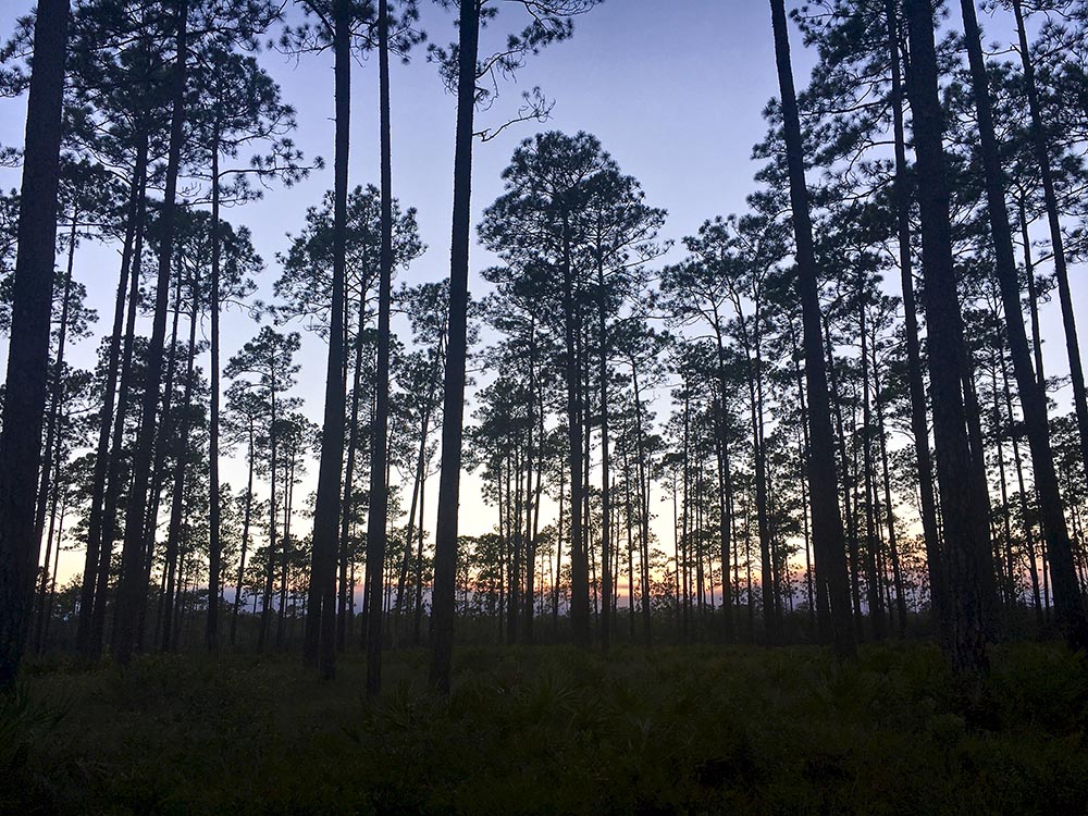 View of pine trees with sun setting behind them in Apalachicola Forest near FR 107