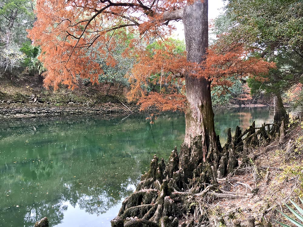 Tree with orange leaves at edge of a river with green water near Scott Road on Florida Trail