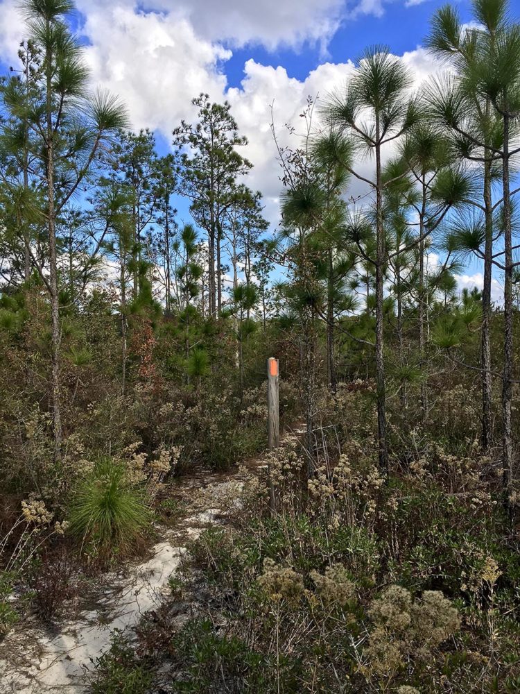 Narrow, sandy footpath through pine forest in Econfina Creek area, Florida