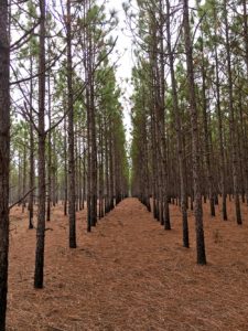 Path through forest of tall, skinny pine trees near Florida Hwy. 331