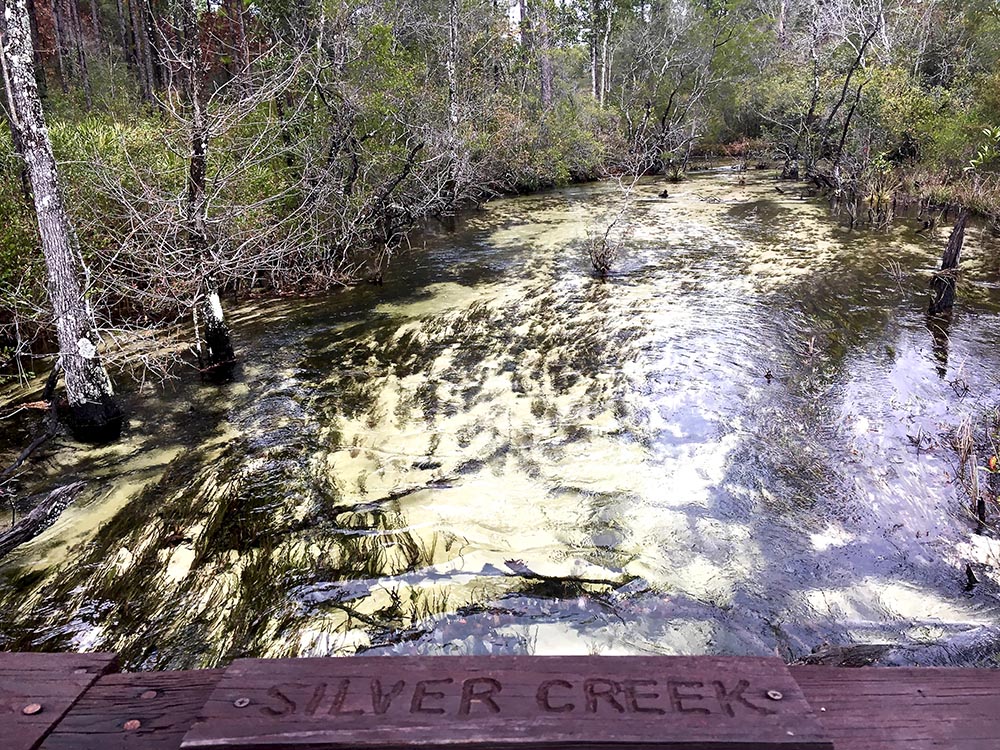 Trees reflected in Silver Creek, as seen from bridge crossing creek near Holt.