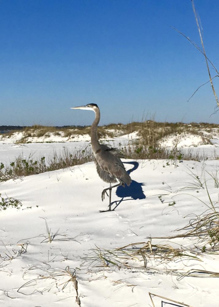 Large shore bird standing on one leg in white sand near Ft. Pickens.