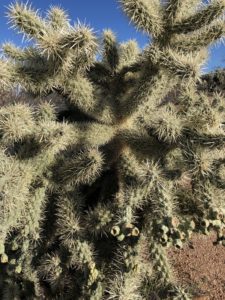Furry cactus on Arizona Trail near Beehive Well.