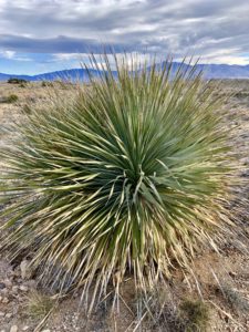 Large cactus plant on the Arizona Trail near Saguaro National Park