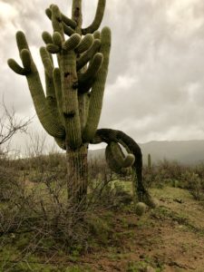 Giant saguaro cactus on Arizona Trail near evacuation route off Mica Mountain.