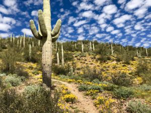 Arizona Trail winding past saguaros and yellow wildflowers with a bright blue sky studded with puffy clouds.