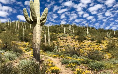 Hiking the Arizona National Scenic Trail