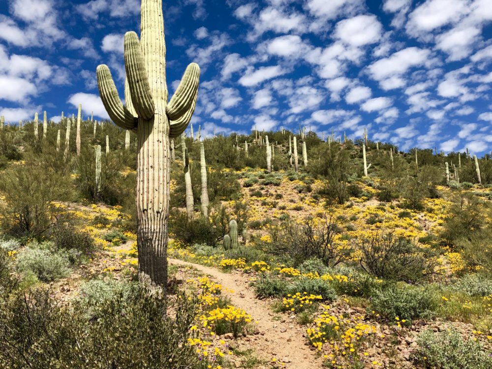 AZT hiking trail passing through the desert near a saguaro cactus and field of yellow wildflowers near Kearny.