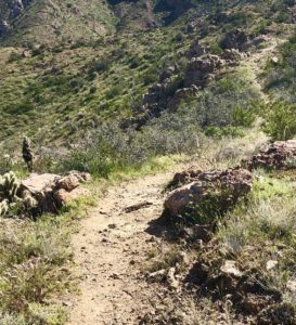 Orange and black Gila monster crossing a remote stretch of the Arizona Trail.