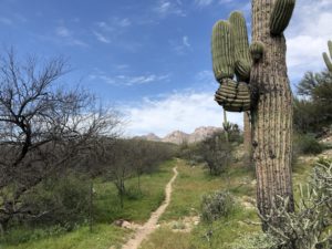 Arizona Trail hiking path passing a saguaro.