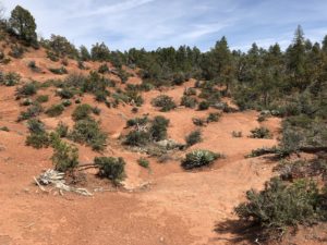 Arizona Trail passes pines and winds along red earth as it winds up the Mogollon Rim.
