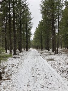Snowy path between pine trees leading to Tusayan on the Arizona Trail.