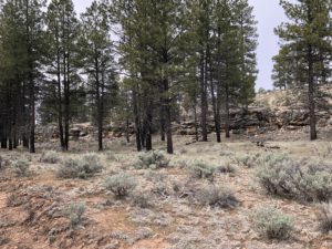 Pine trees and scruffy vegetation on Arizona Trail near Tusayan.