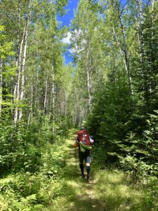 Backpacker hiking through birch forest on North Country Trail near Solon Springs, Wis.