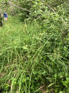 Two hikers picking their way through wildly overgrown vegetation on the North Country Trail near Jeske Flooding.