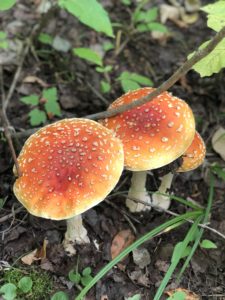 Two orange-yellow mushrooms in the woods.