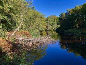 Sturgeon River lined with trees turning fall colors on the North Country Trail near Laird Road.