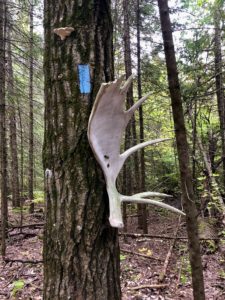 Moose antler nailed to tree with blue blaze on the North Country Trail.
