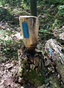 Blue blaze painted on a chiseled stump in the woods.