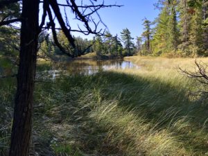View of a lake fronted by golden grasses and flanked by pine trees in Wilderness State Park.