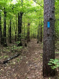Blue-blazed hiking path through hardwood forest, right after pine plantation.