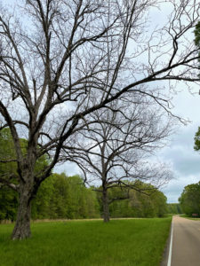 View of large tree alongside Natchez Trace Parkway near Port Gibson.