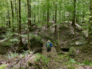 Man hiking through deep woods and crossing a boardwalk on the Natchez Trace.