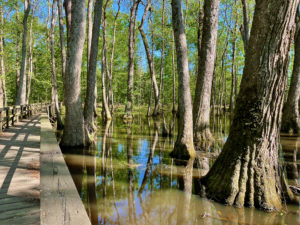 Cypress swamp in portion of the Yockanookany section of the Natchez Trace.
