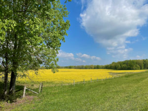 Field of yellow wildflowers along Natchez Trace near Metal Ford.