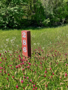 Mile post 286 surrounded by a sea of wildflowers on the Natchez Trace.