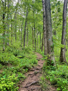 Trail winding through the woods in the Highland Rim section of the Natchez Trace.