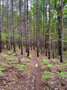Trail winding through a forest with ferns.