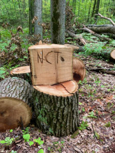 "NCT" carved into tree stump fashioned into a small chair. 