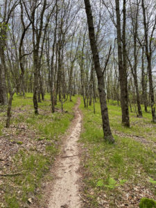 Trail winding through sparse woods.